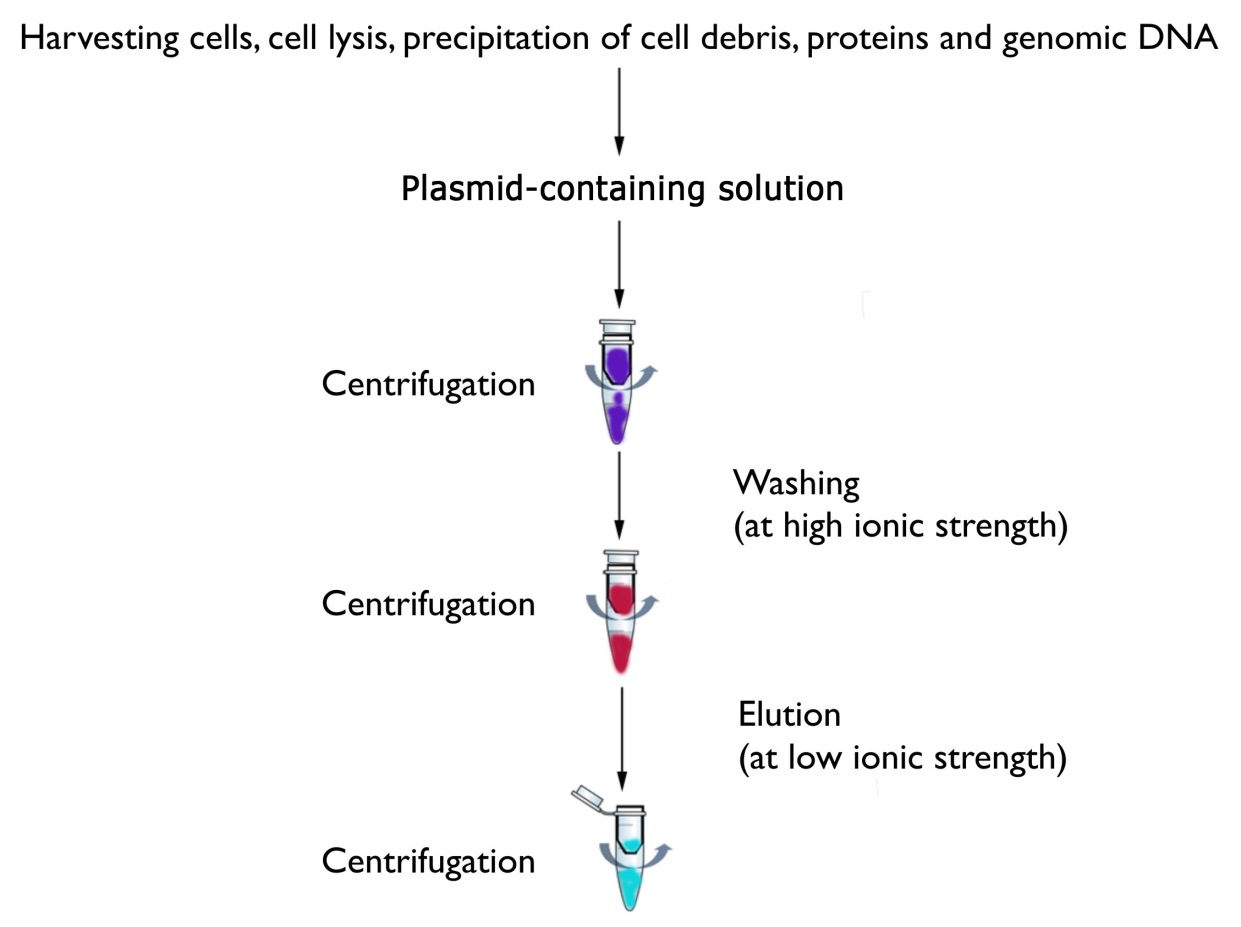 Plasmid Isolation - MyBioSource Learning Center