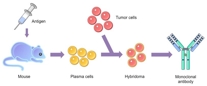 Blood plasma levels of the marker molecules, bovine IgG (BIgG, A