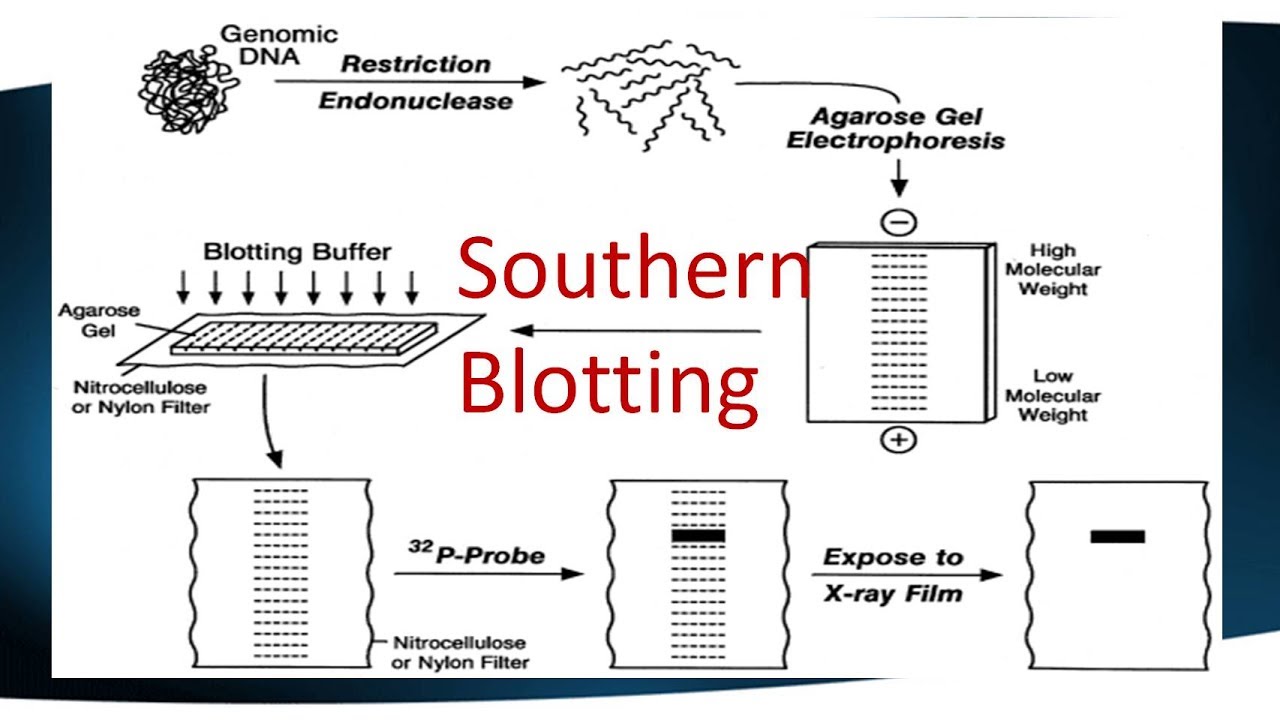 Preparing The Cdna Probe Flow Chart