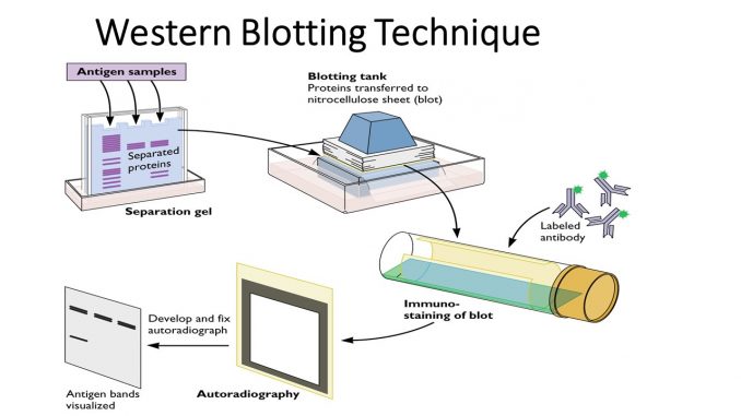 Blotted Meaning In Hindi