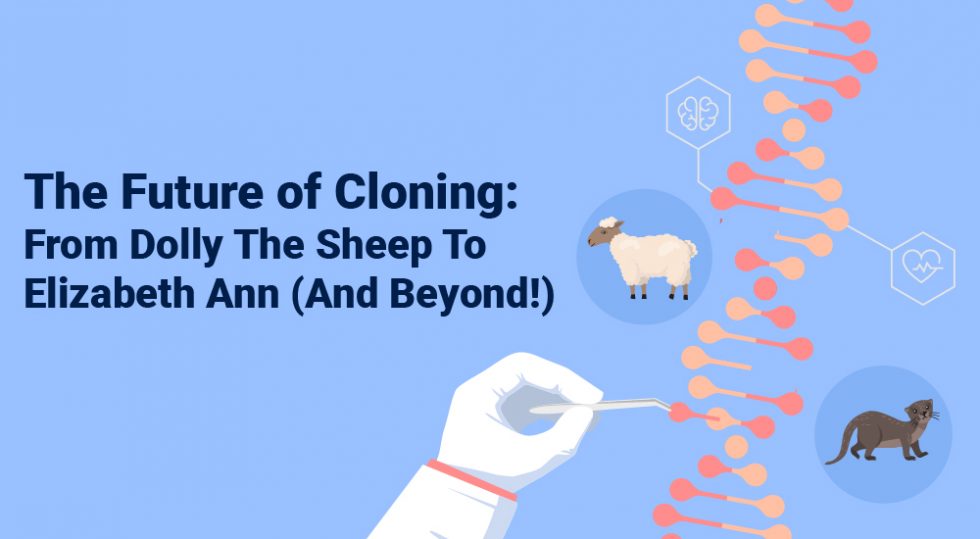 The Future of Cloning From Dolly The Sheep To Elizabeth Ann