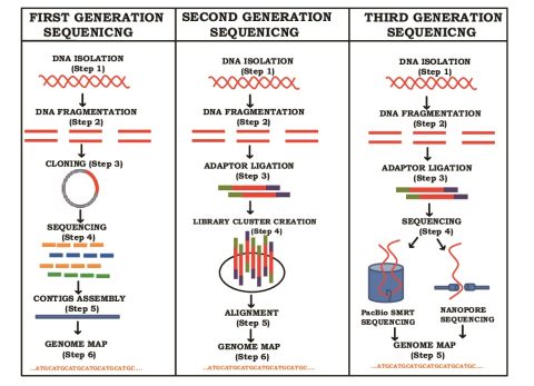 The Advancements and Applications of Genome Sequencing | MyBioSource ...
