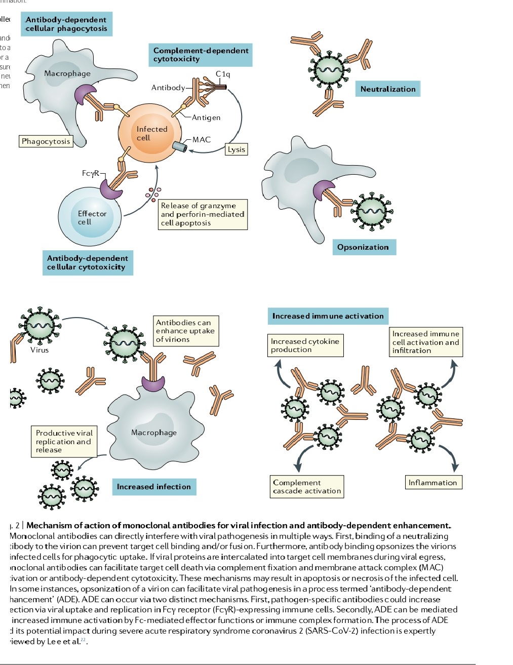 Exploring the Mechanisms of Action of Monoclonal Antibodies in Immune ...