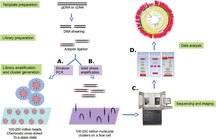 The steps involved in Genome sequencing (Next Generation Sequencing)