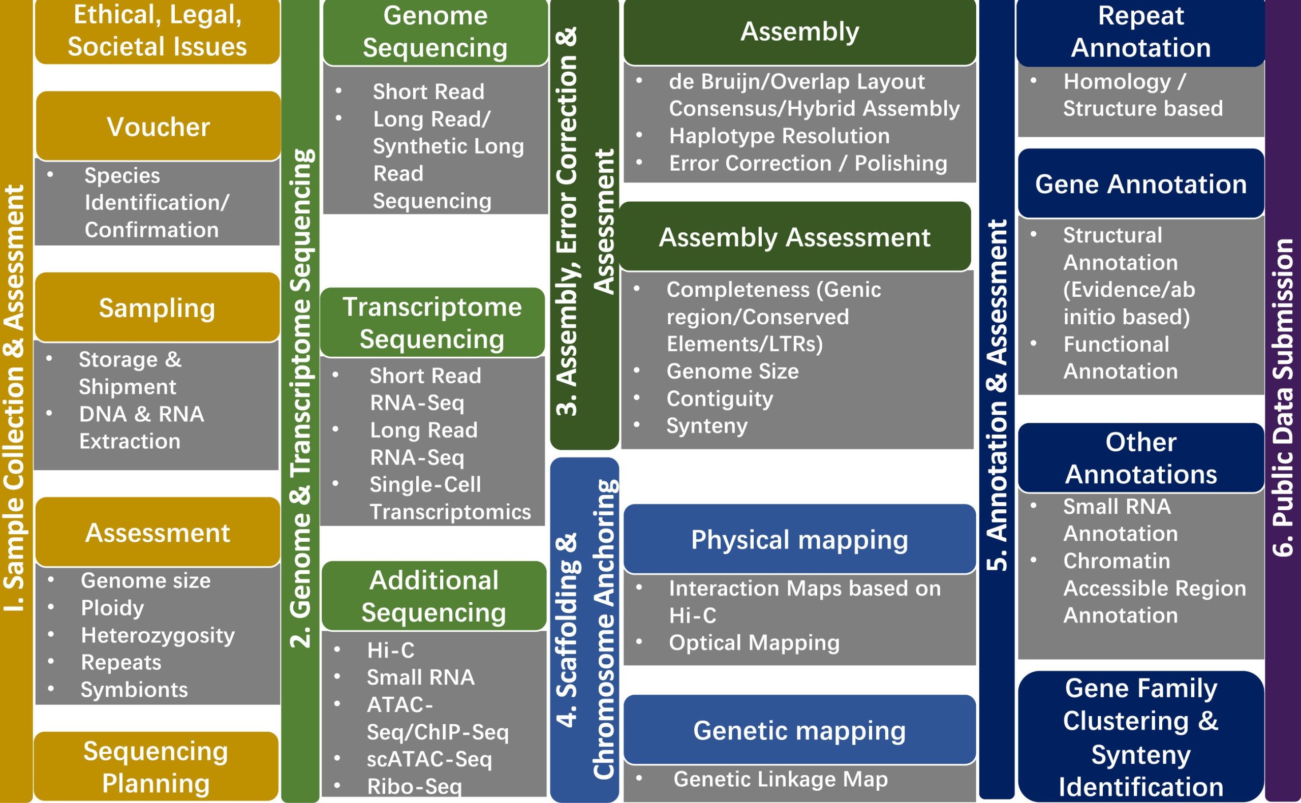 A generalized plant genome workflow from sample collection through assemblyand annotation to public data submission.