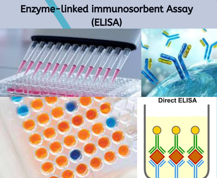 ELISA Procedure