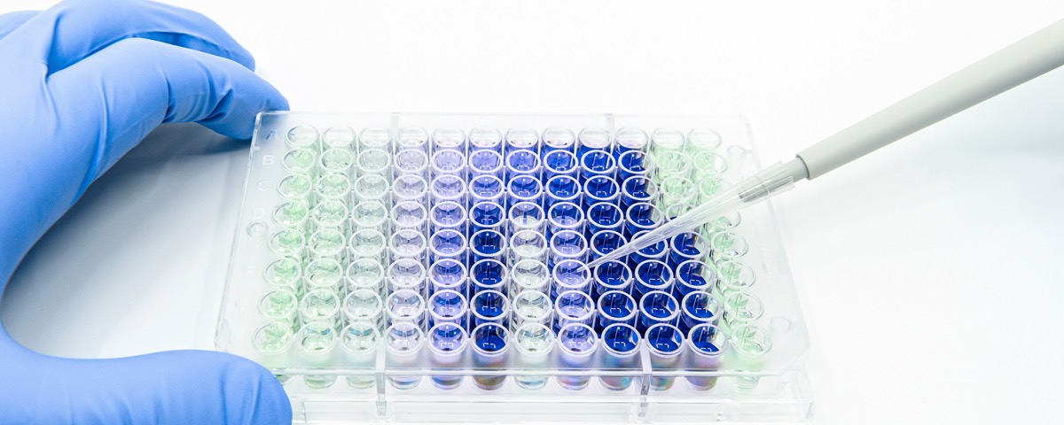 Hands in blue gloves holding a 96-well plate displaying a color gradient of samples from clear green to purple and deep blue during high-throughput immunoprecipitation or protein assay